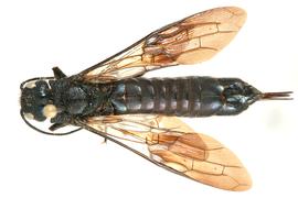   Sirex nitobei  female dorsal habitus; photo by H. Goulet, CNC 
